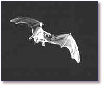 Mexican Free-Tailed Bat in flight